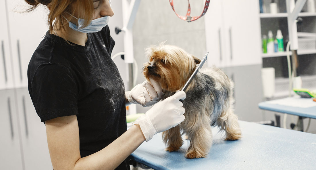 Lee más sobre el artículo ¿Afeitarse o no afeitarse? Los expertos en peluquería canina dicen que esa no es la pregunta correcta